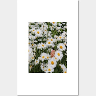 Photo Daisies Posters and Art